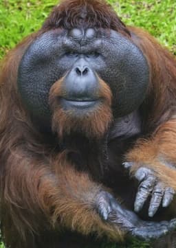 Orangutan