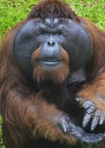 Orangutan