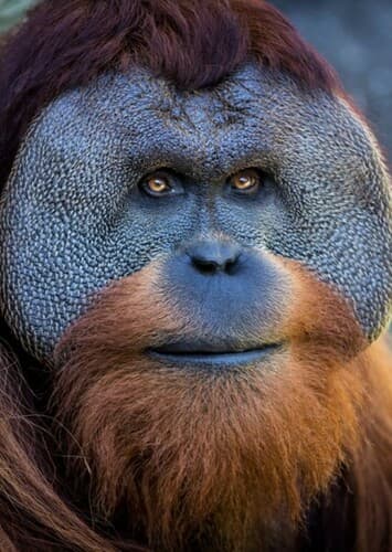 Orangutan