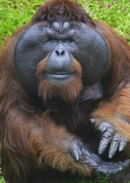 Orangutan