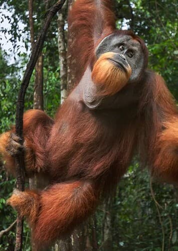 Orangutan