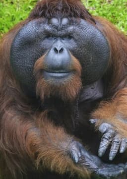 Orangutan