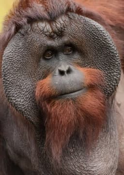 Orangutan