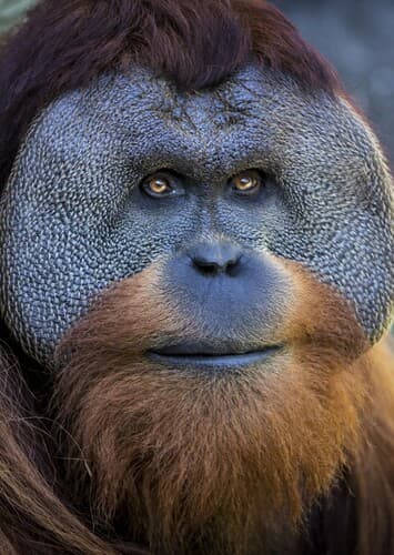 Orangutan