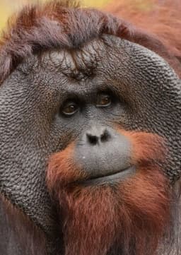 Orangutan