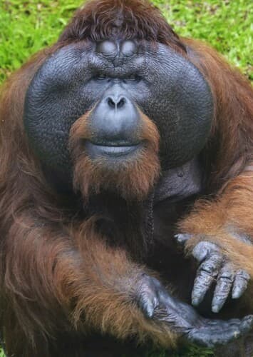 Orangutan