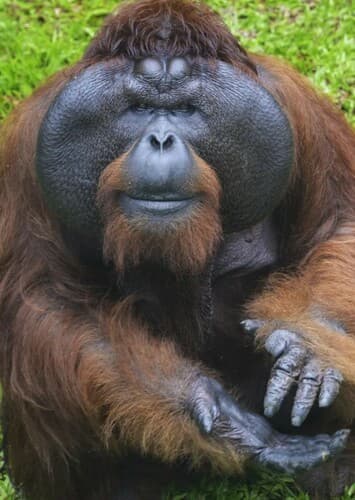 Orangutan