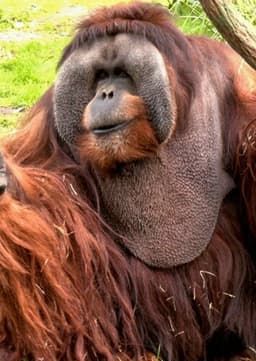 Orangutan