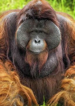Orangutan
