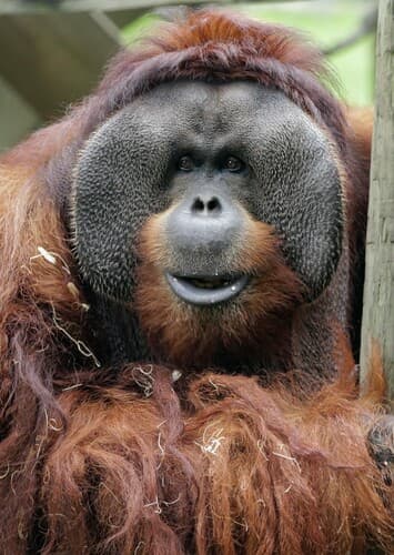 Orangutan