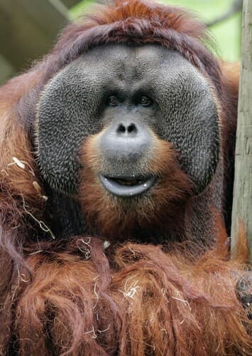 Orangutan