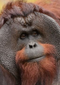 Orangutan