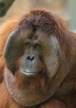 Orangutan
