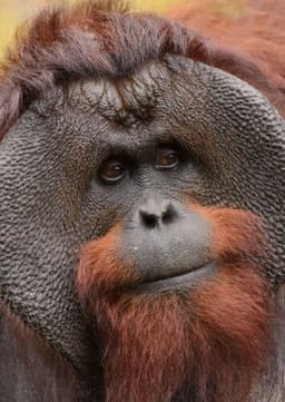 Orangutan