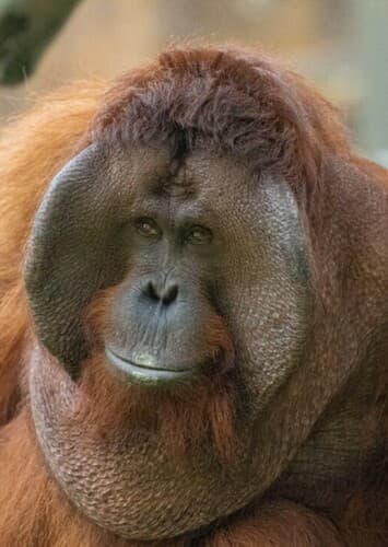 Orangutan