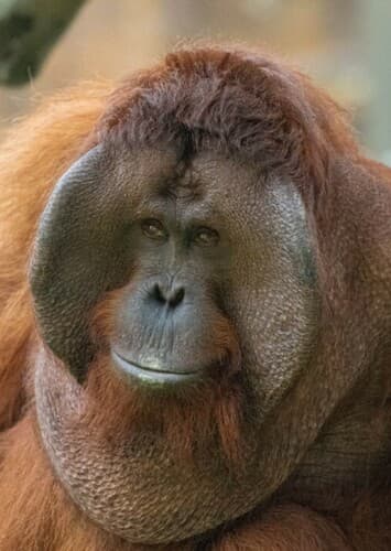 Orangutan