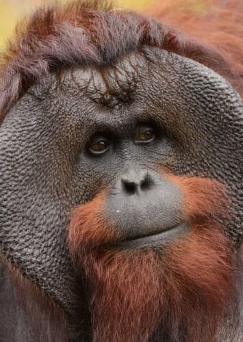 Orangutan