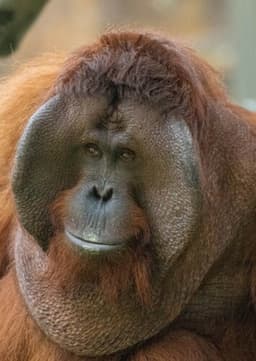 Orangutan