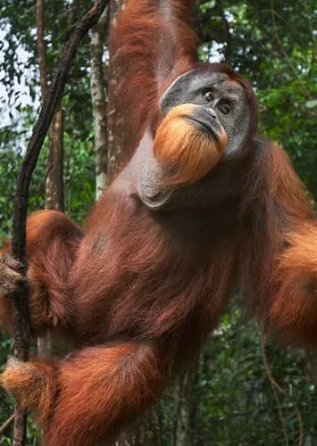 Orangutan