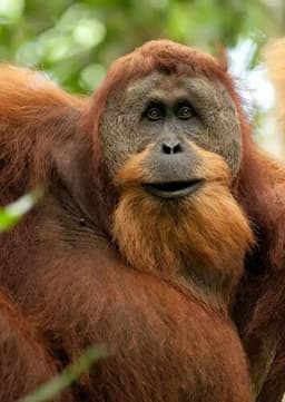 Orangutan