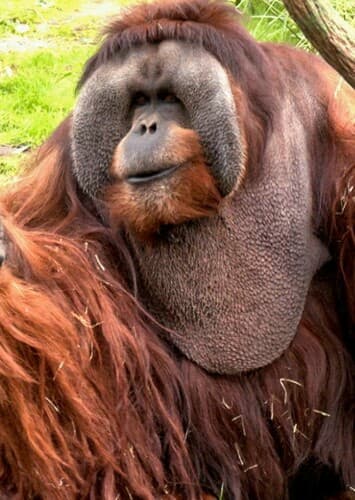 Orangutan