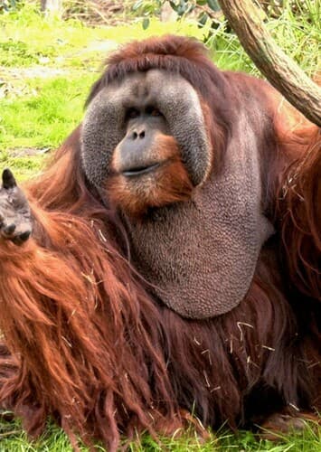 Orangutan