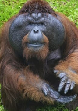 Orangutan