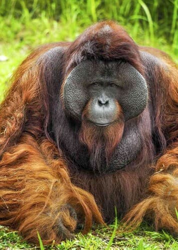 Orangutan