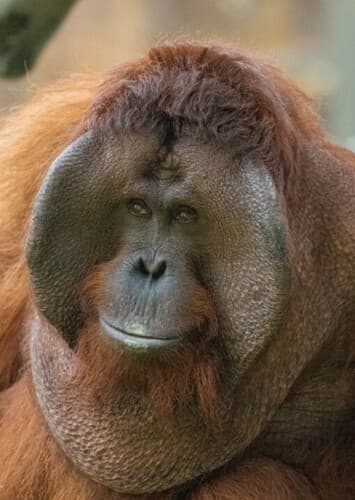 Orangutan