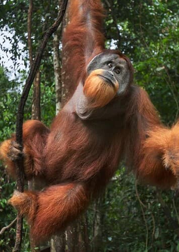 Orangutan