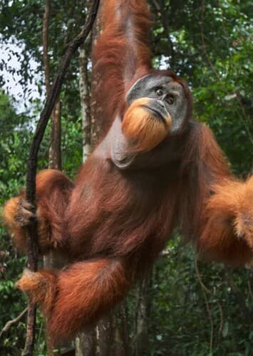 Orangutan