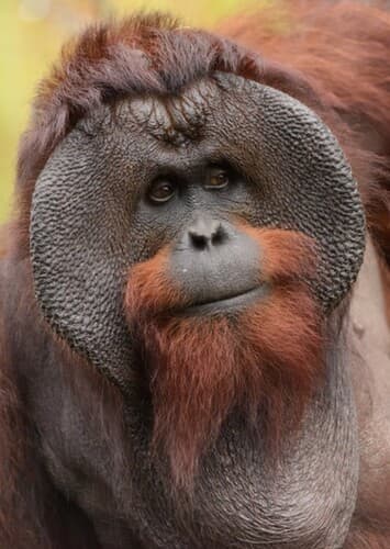 Orangutan