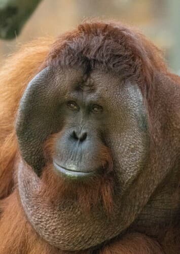 Orangutan