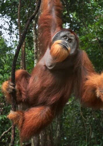 Orangutan