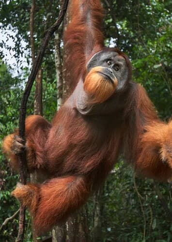 Orangutan