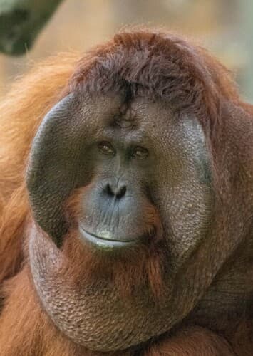 Orangutan
