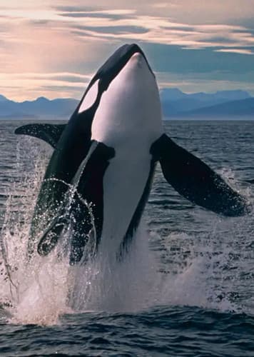 Orca