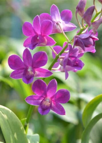 Orchid (Dendrobium)