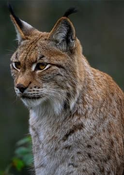 Orion (The Eurasian Lynx)