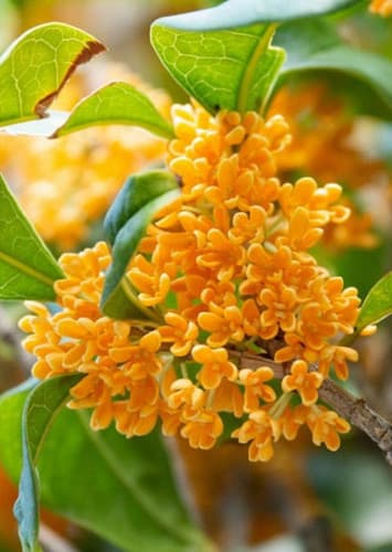 Osmanthus
