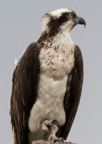Osprey