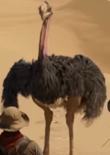 Ostrich