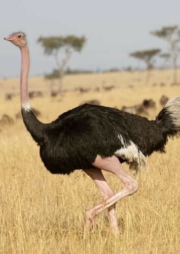 Ostrich