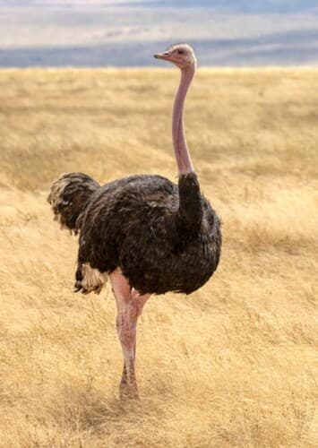 Ostrich