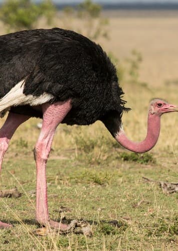 Ostrich