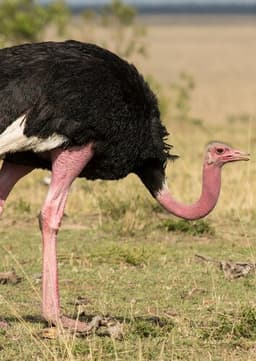 Ostrich