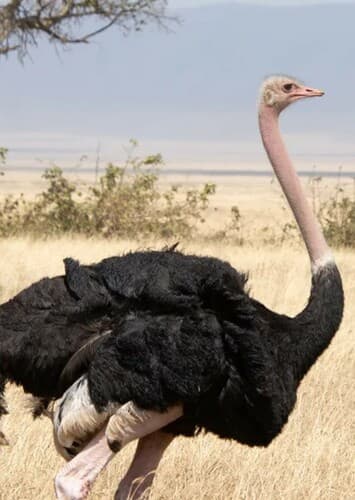 Ostrich