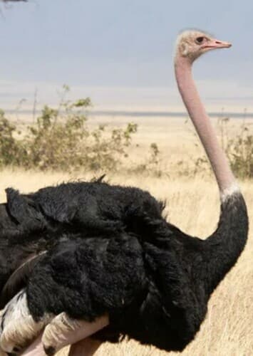 Ostrich