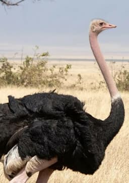 Ostrich