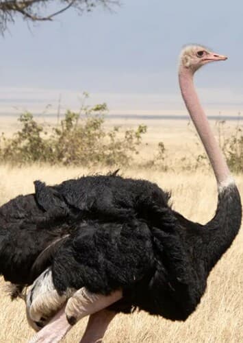 Ostrich
